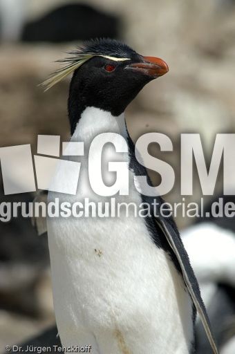 Felsenpinguine (34 von 40).jpg